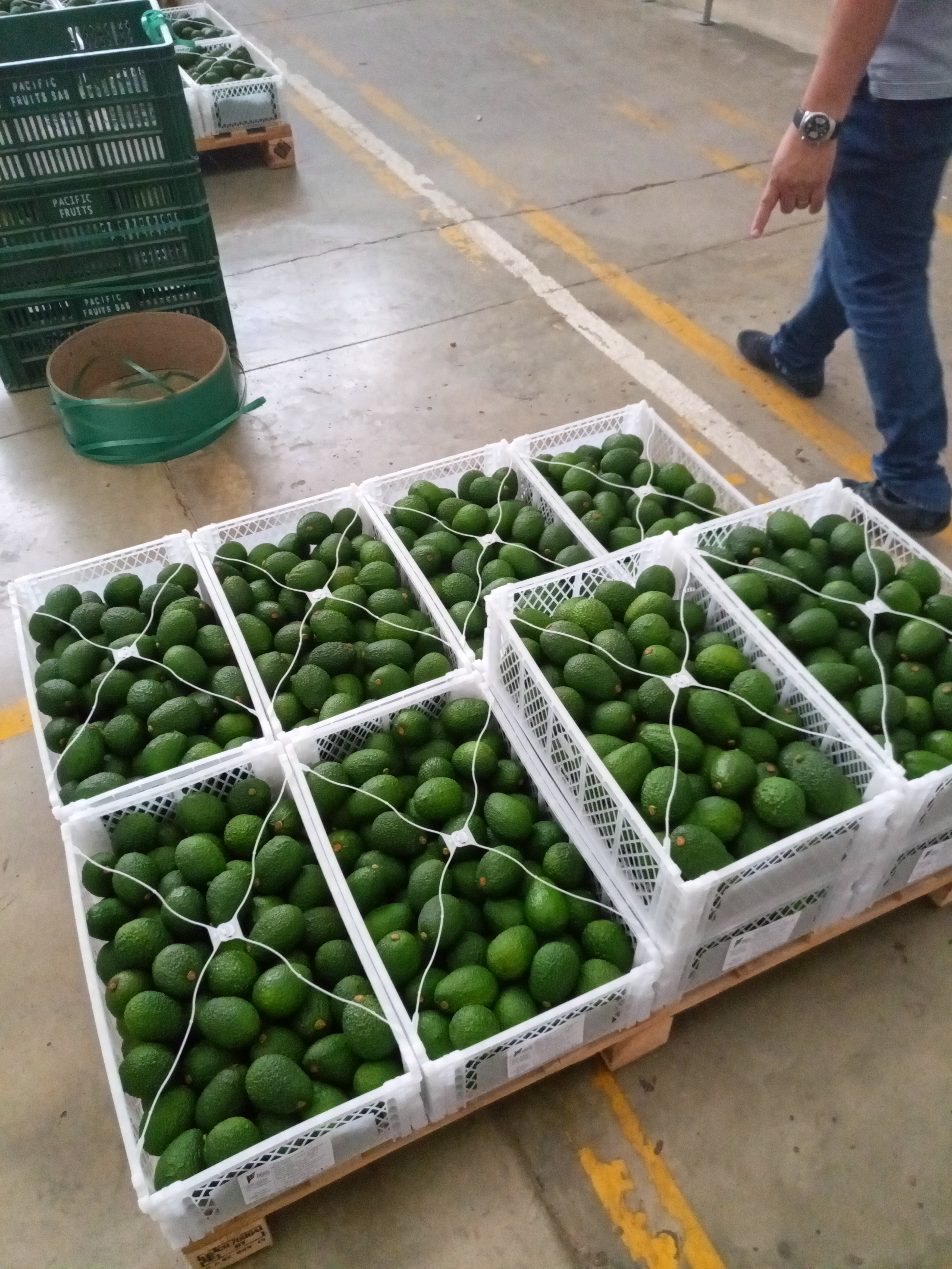 Fruta fresca Dorado División